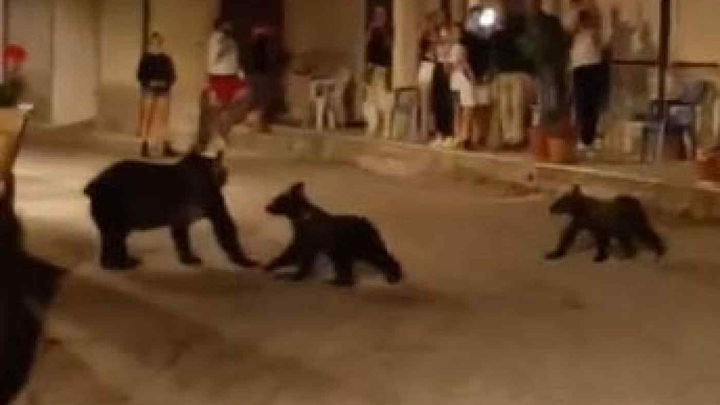 Abruzzo, l'orsa Gabbietta avvistata con due cuccioli: è la figlia di Amarena