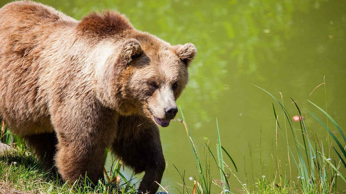 Orsa F36, la Cassazione respinge il ricorso della Provincia di Trento: abbattimento illegittimo