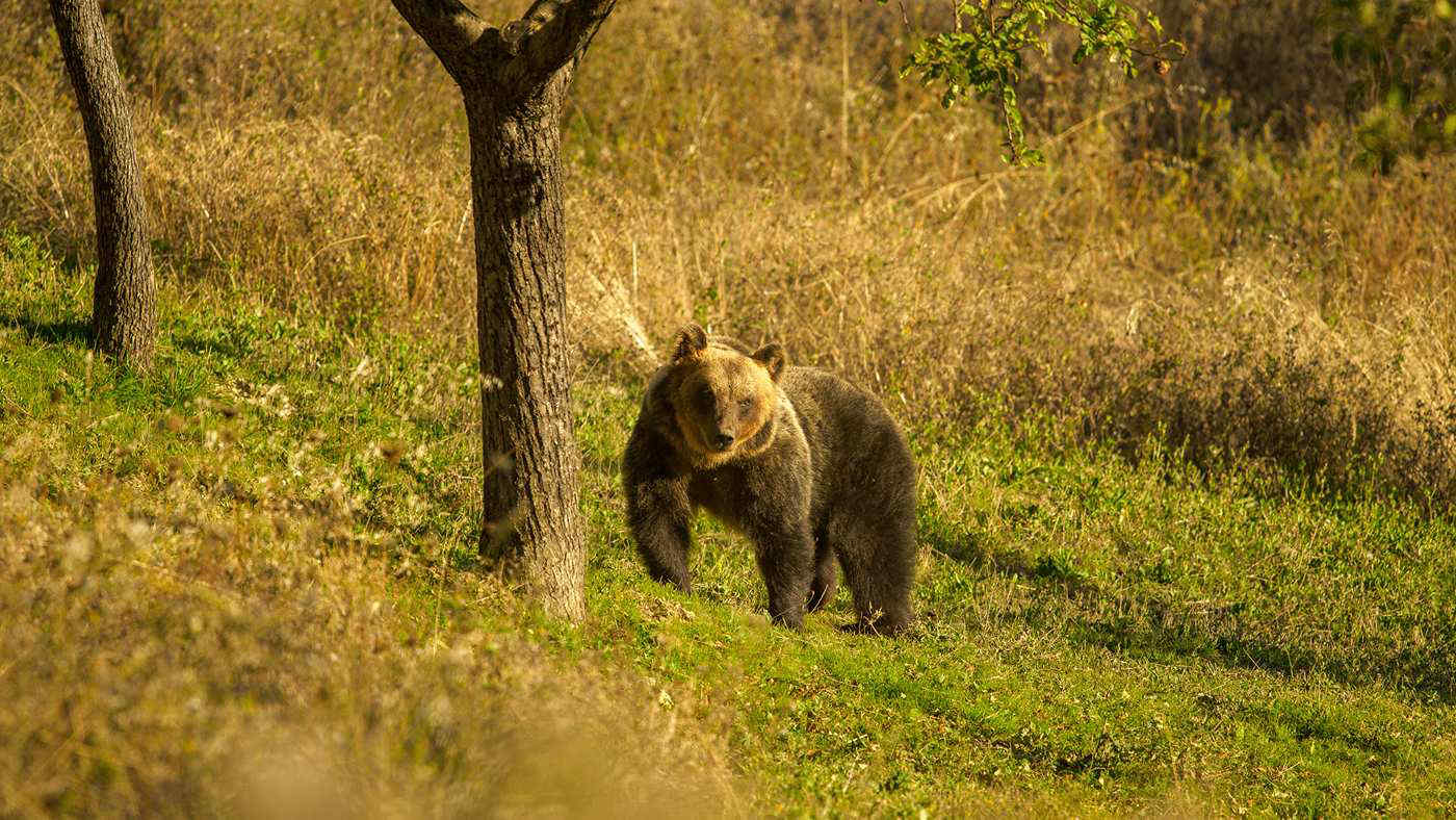 Orso tra le giostre durante una festa in Abruzzo. Il sindaco: “Non avvicinatevi”