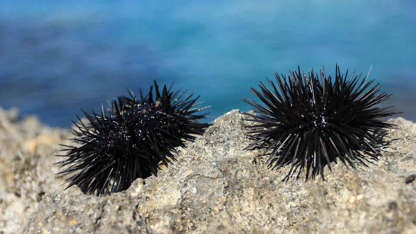 Puglia, stop alla pesca dei ricci di mare fino al 2029: prorogato il fermo biologico per proteggere la specie