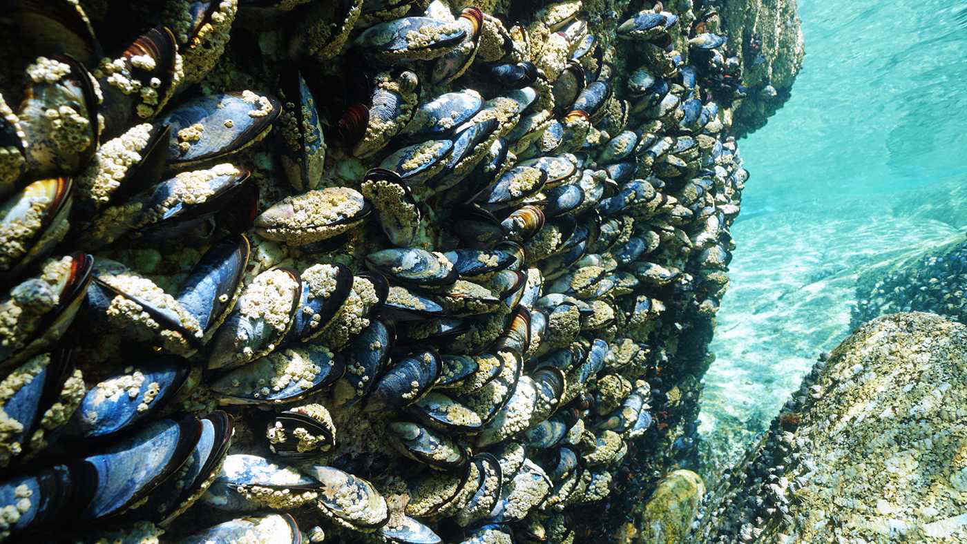 Strage di cozze nell’Adriatico, il caldo record fa perdere oltre il 90% dei mitili: a rischio anche il 2027