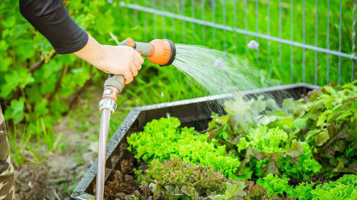 Quali lavoretti si possono fare nell’orto e nel giardino durante il mese di settembre?