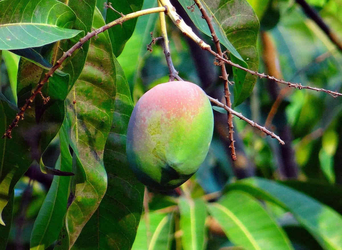 Come coltivare il mango in vaso partendo dal seme