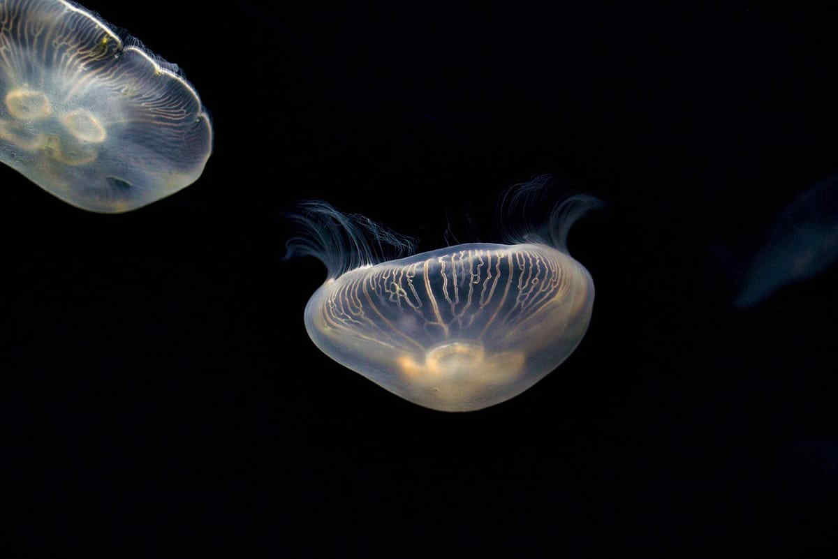 Meduse, tracine e caravelle portoghesi: come evitare punture e cosa fare in caso di contatto