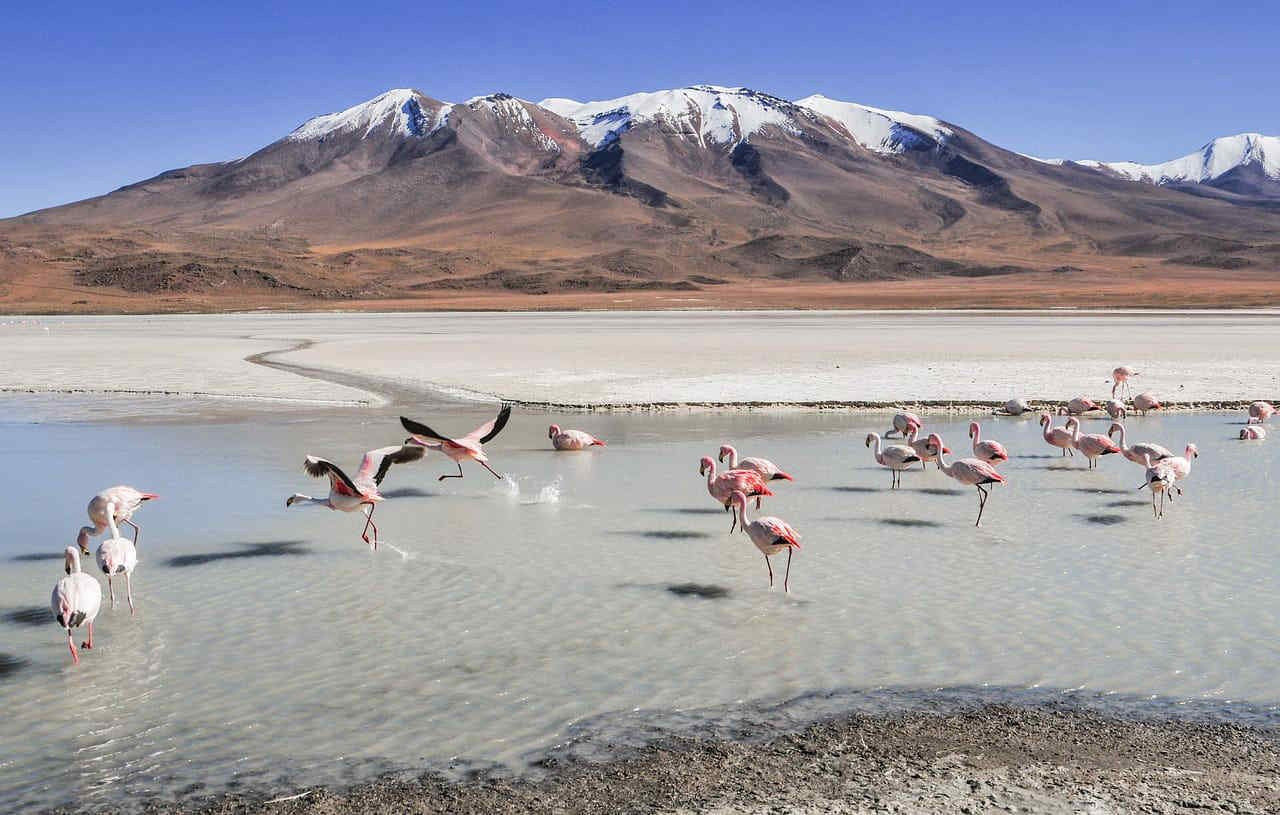 Fenicotteri rosa alle Saline di Trapani: per la prima volta nascono tre pulcini nella riserva