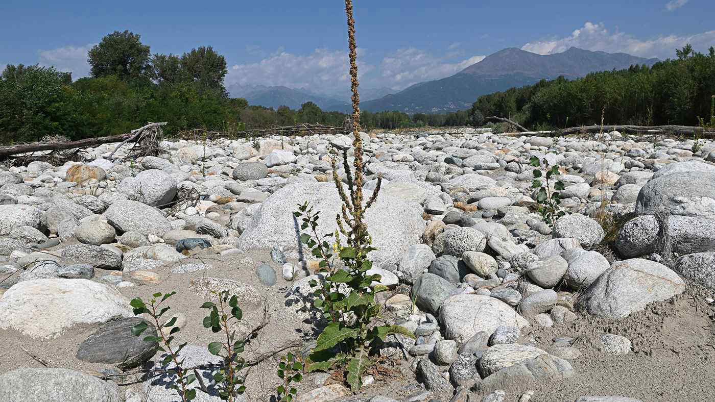 Caldo e siccità colpiscono l’agricoltura: ortaggi, frutta e olio d’oliva a rischio, latte in calo del 10%