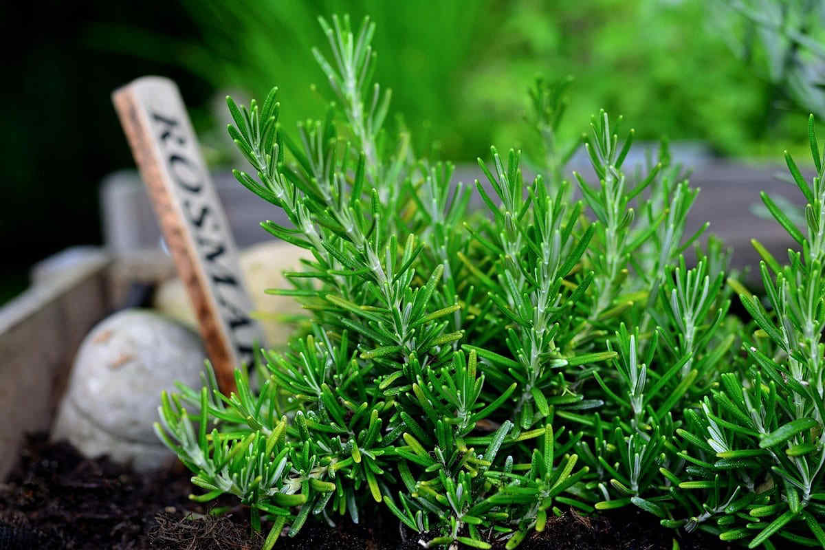 Perché mettere il rosmarino vicino alla porta di casa: benefici e motivi per averlo