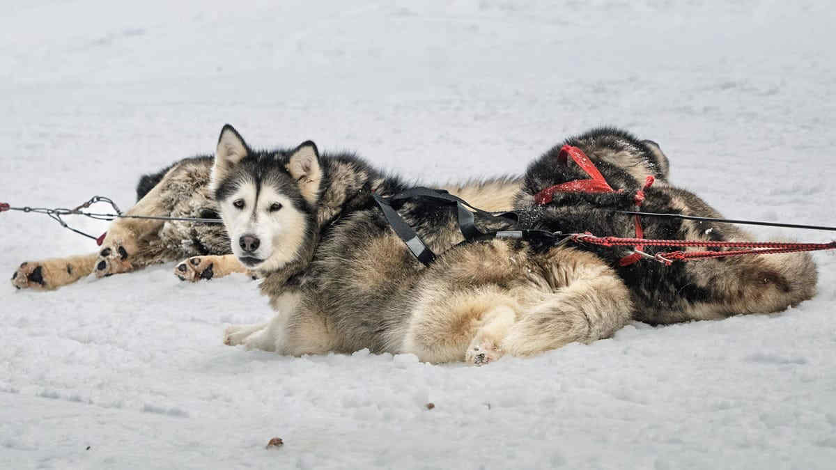 Nel cuore dell’Artico in slitta con i cani: l’avventura da non perdere nel 2027. Ecco come candidarsi