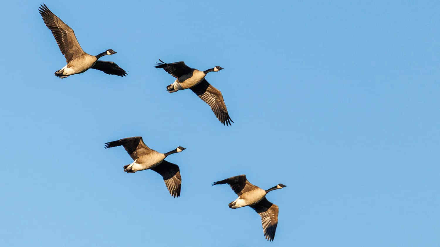 Allarme per gli uccelli migratori: il 45% delle specie è in declino