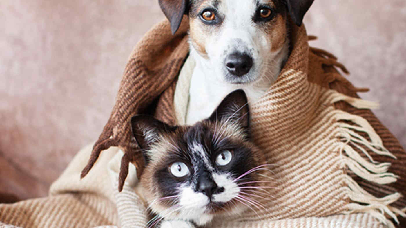 Cani e gatti, come proteggerli dai primi freddi: i consigli utili