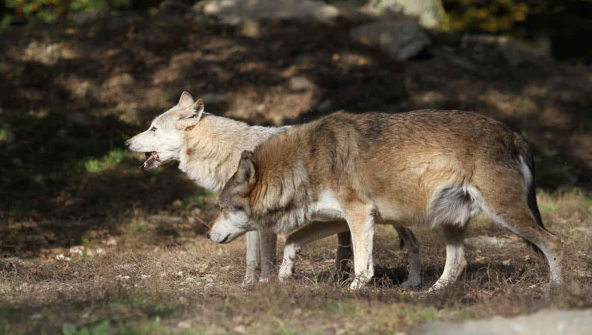 Lupi feriti e uccisi nell’Aretino, animalisti in allarme: "violenza irresponsabile"