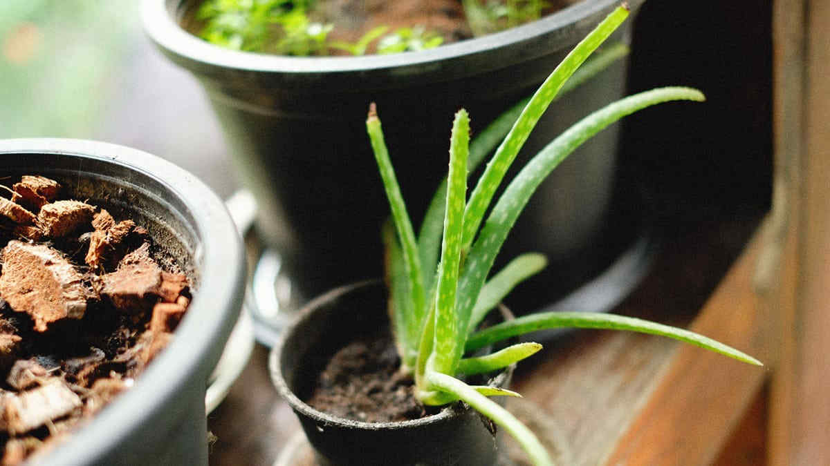 Perché mettere una pianta di aloe vera all'ingresso di casa: benefici, curiosità e come prendersene cura