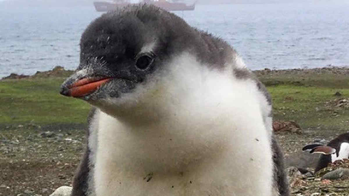 Nuova specie di pinguino scoperta dopo oltre 100 anni: è già minacciata dai cambiamenti climatici