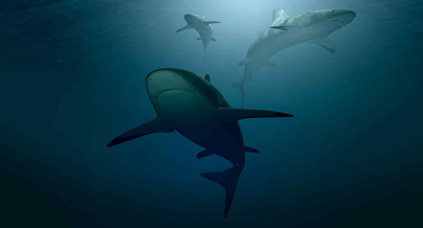 Squalo lanterna scoperto alle Mauritius: un animale da record?