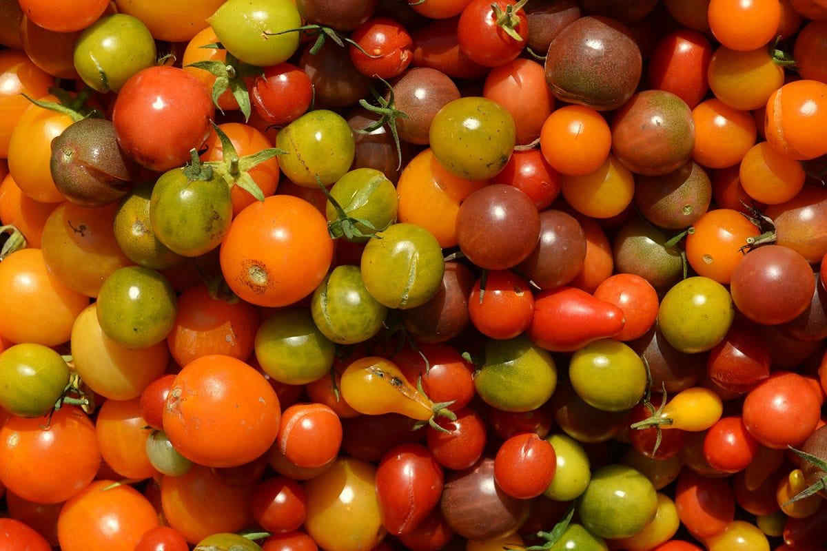 Salmonella, numerosi casi in Puglia: stop ai pomodori freschi crudi in scuole e ospedali