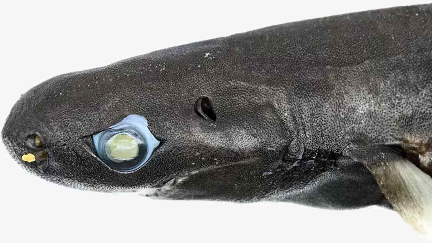 Squalo lanterna scoperto alle Mauritius: un animale da record?
