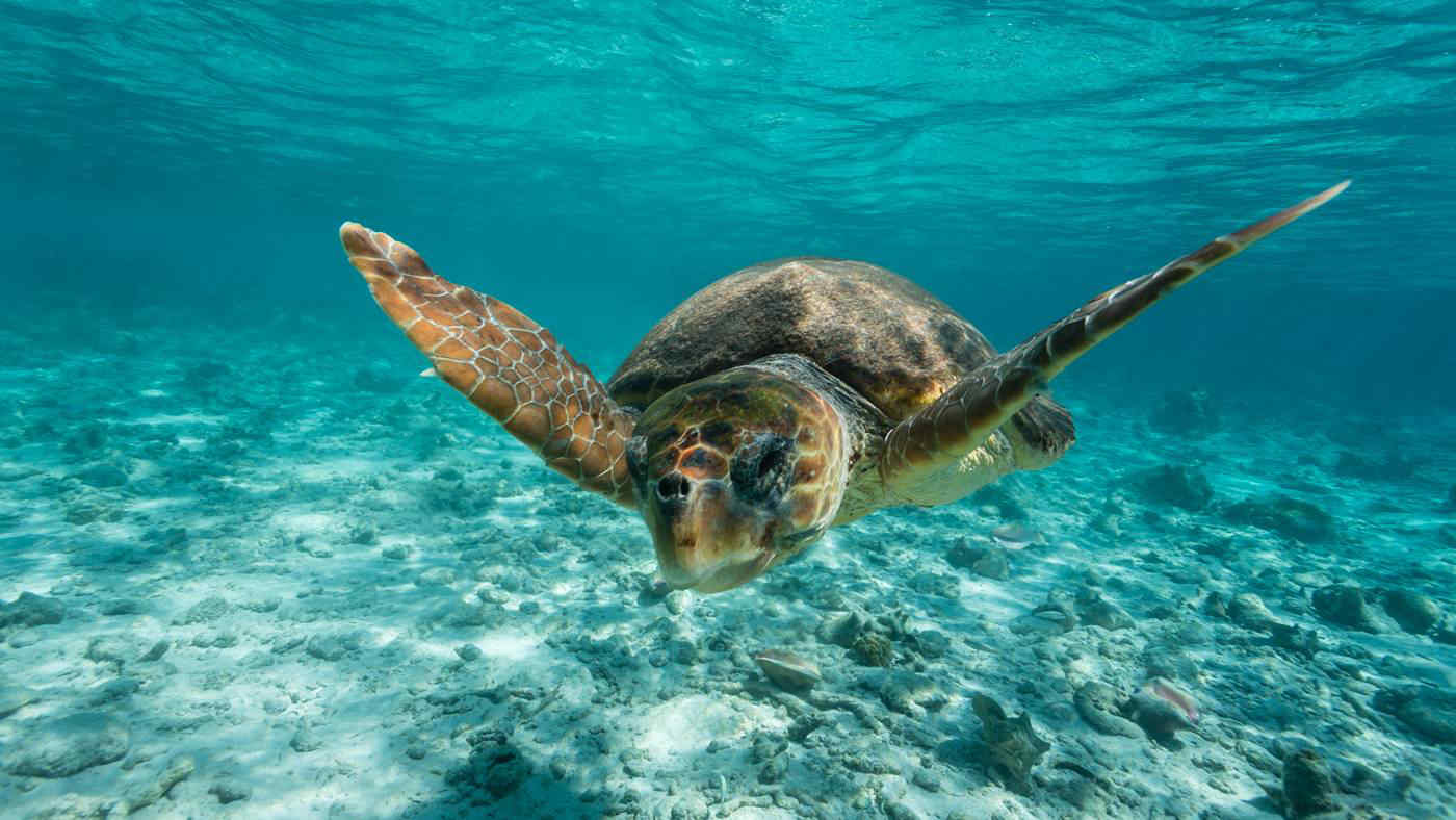 Italia, otto nuovi siti marini sotto tutela: dalle tartarughe ai monti sommersi